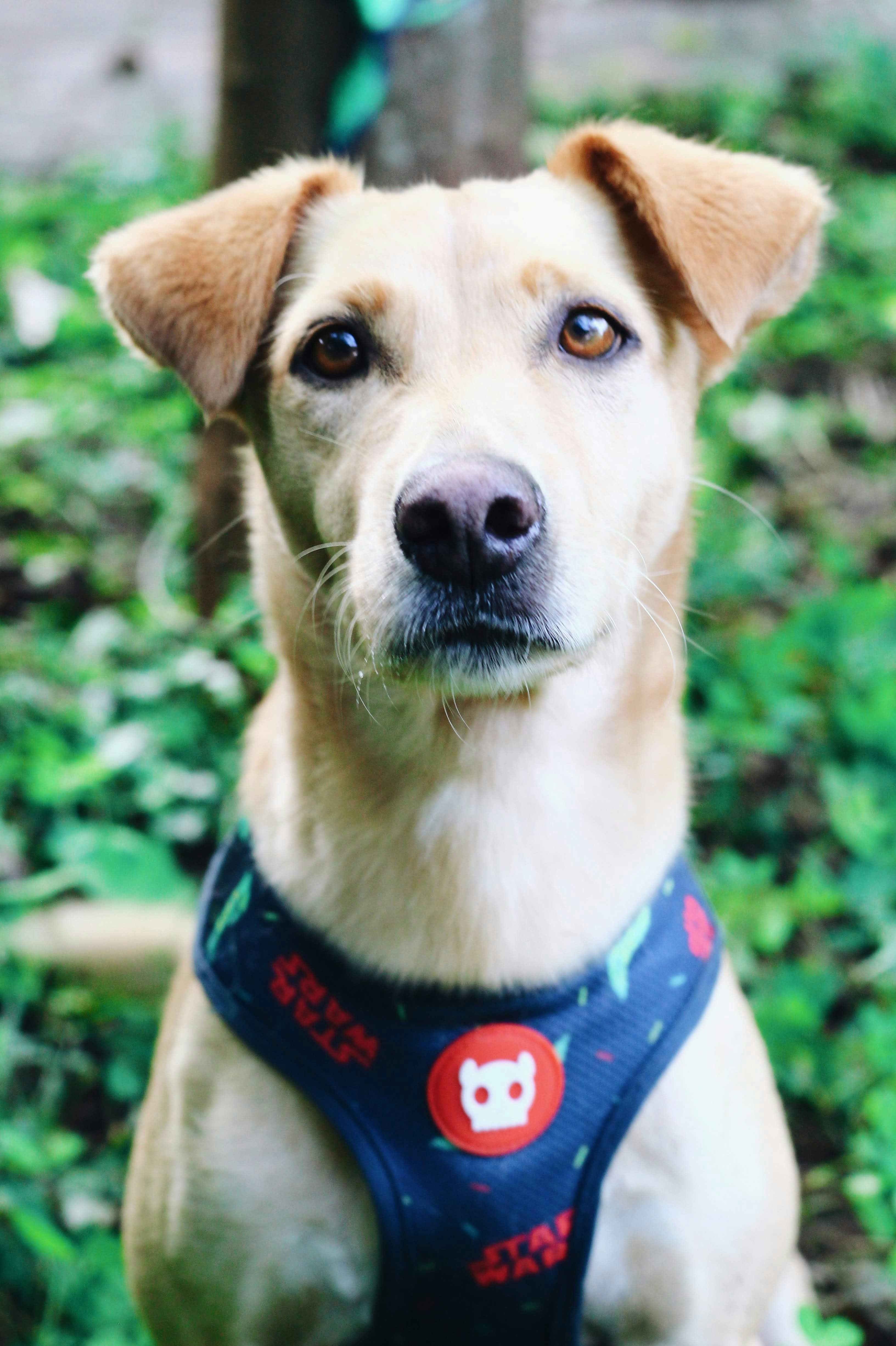 brown short-coated dog